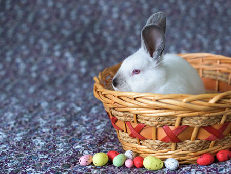 White Easter Bunny with red eyes in a wooden basket with painted eggsの写真素材