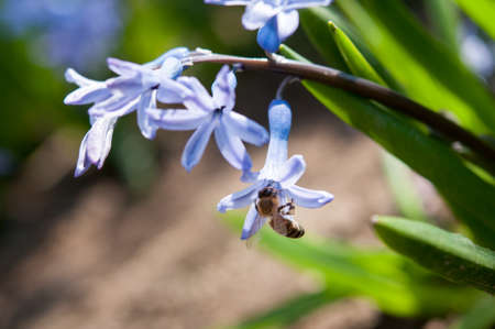 A bee collects pollen from a blossoming blue hyacinth