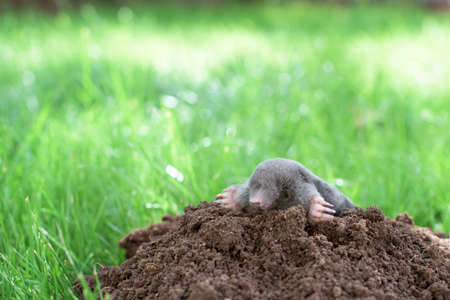 A little black mole that came out of its hole in the gardenの写真素材