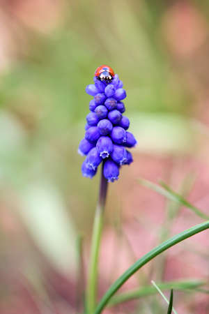 A small red ladybug with black dots crawls on the blue hyacintの写真素材