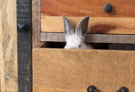 White Rabbit with red eyes in an old wooden drawerの写真素材
