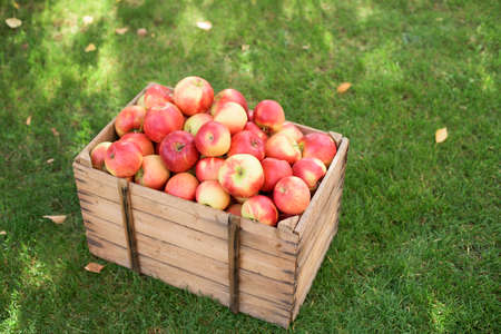 A basket full of ripe red and yellow apples on green grassの写真素材