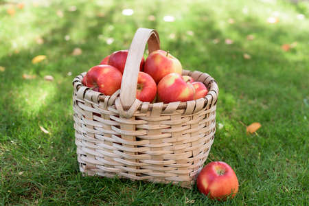 A basket full of ripe red and yellow apples on green grassの写真素材