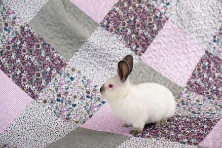 Portrait of a white rabbit with red eyes on a pink and purple blanket with flowersの写真素材