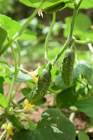 Part of the plant gherkins - flowers, fruits, leaves, stem, vineの写真素材
