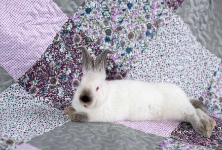 Portrait of a white rabbit with red eyes on a pink and purple blanket with flowersの写真素材