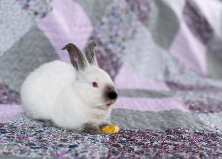 Portrait of a white rabbit with red eyes on a pink and purple blanket with flowersの写真素材