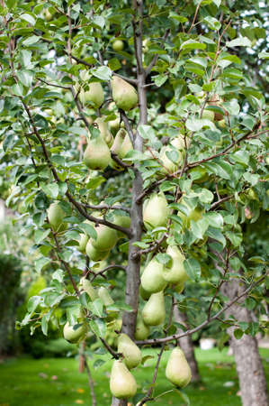 A small pear tree with many, large and ripe fruits in the gardenの写真素材