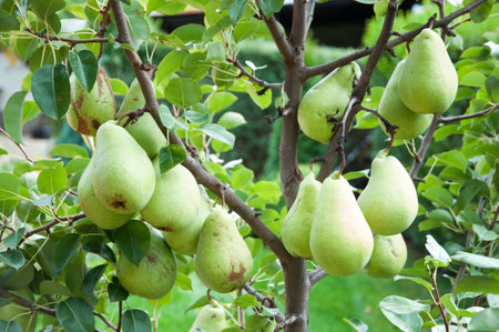 A small pear tree with many, large and ripe fruits in the gardenの写真素材