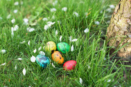 Hidden in the grass Easter eggs, which are painted in different colorsの写真素材