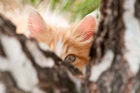 A little orange and white kitten looks behind a tree trunk with one eyeの写真素材