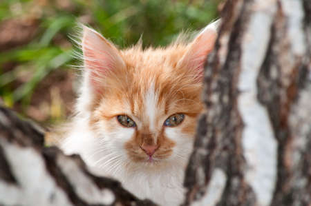 A little orange and white kitten looks behind a tree trunkの写真素材