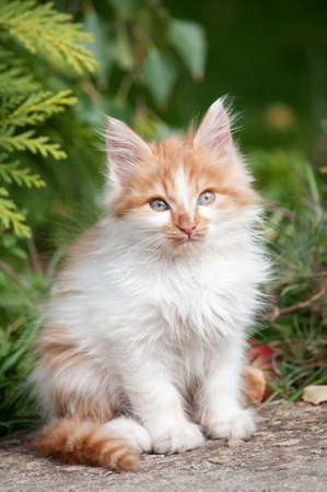 A little orange and white kitten stands on a path in the garden and looks at the cameraの写真素材