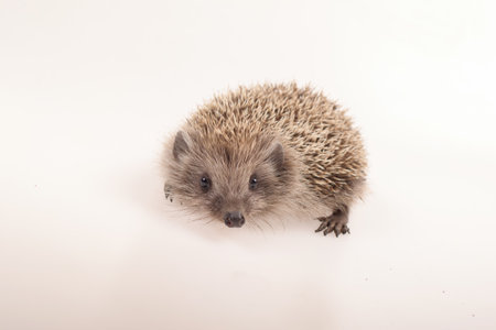 A small cute hedgehog photographed on a white backgroundの写真素材