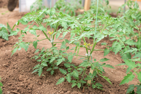 Young tomato plants that are grown in a greenhouse - stem, flower, leaves, blossomsの写真素材