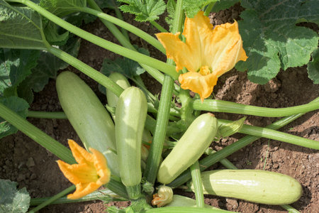 Part of the zucchini plant in a vegetable garden - leaves, stem, flower, fruitの写真素材