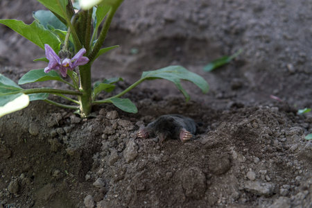 Horizontal close-up of a mole emerging from a soil mound beside an eggplant plant in bloom. The animal's head and powerful front paws are visible, while the purple flower and green foliage create a natural agricultural setting.