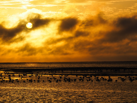 View of orange sunset sky at the ocean with flamingosの写真素材