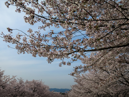 Full blooming pink Cherry Blossom or Sakura along Keage Incline with blue skyの写真素材