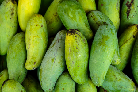 Raw or green mangoes fruit fresh from garden showing natural scar and sapの写真素材