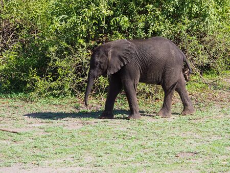 Baby elephant standing at green bush on sunny day