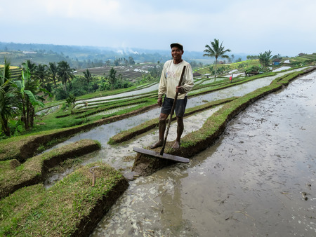 Bali, Indonesia - July 12, 2014: An unidentified adult farmer on white long sleeve shirt working on rice paddy fields at Jatiluwih Rice Terraceのeditorial素材