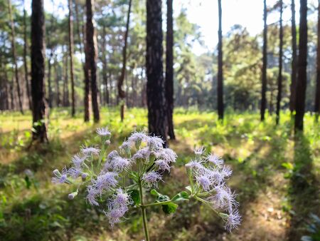 Wild flower in pine tree park on sunshine day, northern of Thailand