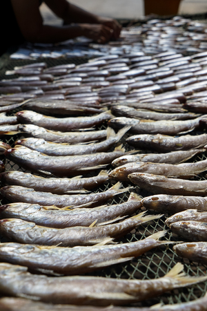 Working on drying salty ocean fish on fishnet rack under strong sunlight, Chonburi, Thailand