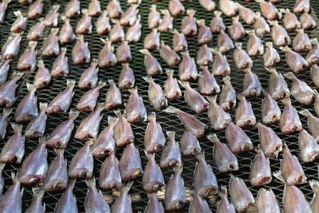 Drying salty fish on fishnet rack under strong sunlight, Chonburi, Thailand