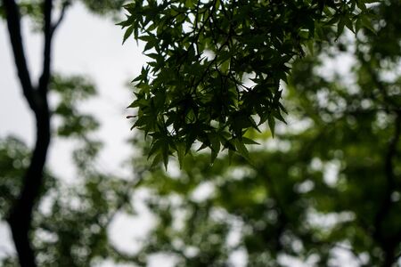 Green maple leaves foliage on rainy day with raindrop, water dripping and blurred background, Kumamoto, Japanの写真素材
