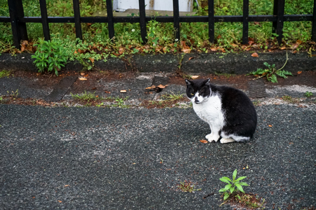 Black and white colors fat cat sitting on the wet street on rainy day, Kumamoto, Japanの写真素材
