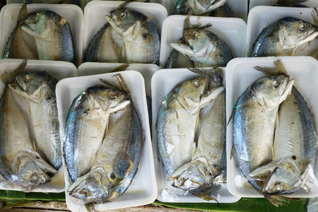 Pairs of salted and steamed short mackerel or Pla thu packed and wrapped in rectangle foam tray for...