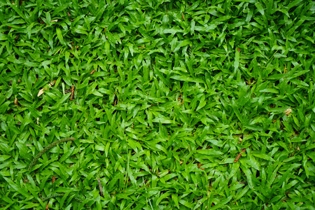 Top view of lush green malaysian grass lawn background in house garden showing pine tree leaves and wood stick on groundの写真素材
