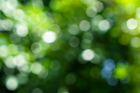 Shades of beautiful defocused natural green leaves and white light bokeh backgroundの写真素材