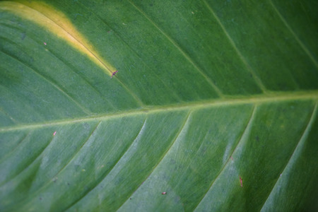 Closeup single green leaf pattern detail showing natural lines, yellow mark and small scarの写真素材