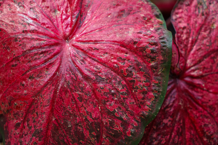 Close up beautiful leaf of Queen of the leafty plants or Caladium in dark red color with green edge and patternの写真素材