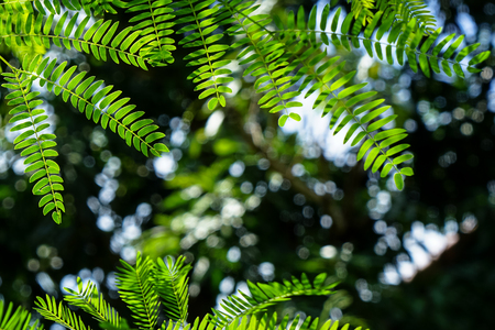 Branches of bright light green spring leaves foreground with dark green and white light bokeh background on sunshine dayの写真素材
