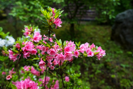 Sweet pink color Rhododendron flower blooming with light green leaves and blurred garden background in Kurokawa onsen town, Japanの写真素材