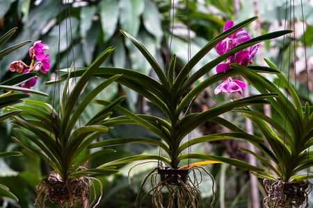 Bright blooming and wilting purple orchid flower with beautiful green leaves and white roots hanging like curtain blind on blurred green plant background, Thailandの写真素材