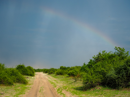 Scene of natural sand road through green savanna plain with soft beautiful rainbow on blue sky copyspace background, Chobe national park, Kasane, Botswanaの写真素材