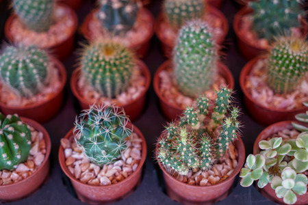 Varieties of lovely small cactus with different head and spine in brown plant pot with pebble selling in garden decoration market, selective focus, Thailandの写真素材