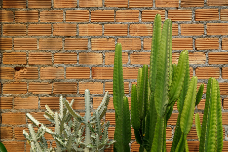 Summer scene of rough orange brick wall and mortar background with fresh green cactus desert plant, Thailandの写真素材