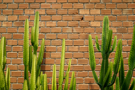 Summer scene of rough orange brick wall and grey mortar background with beautiful fresh bright green cactus desert plant, Thailandの写真素材