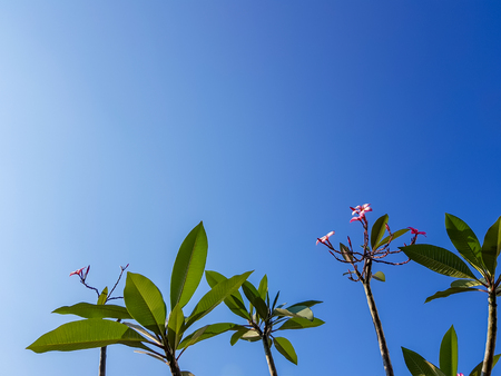 Beautiful Plumeria or Frangipani flower tree branches, shade of pink flower, fresh green leaves on clear summer blue sky copy space background, Thailandの写真素材