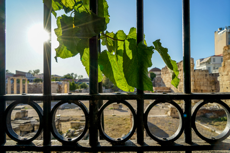 Black cast iron fence gate with green vine leaves in front of ancient greek ruin, sunlight beam and sky background, Athens, Greeceの写真素材