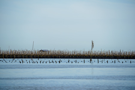 Fisherman hut, bamboo and wooden stick structure oyster farm above sea wetland with clear sky background, Bangtaboon, Thailandの写真素材