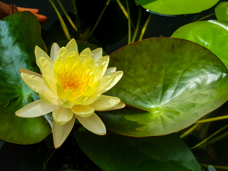 Beautiful shades of soft bright yellow lotus or water lily flower blooming among abundance green leaves and black water background in summer, Thailandの写真素材