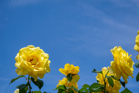 Blooming yellow rose garden with green leaves on light blue sky background on sunshine day, selective focus, Istanbul, Turkeyの写真素材