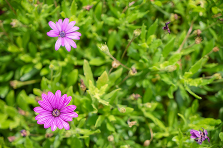 Fresh beautiful blooming purple Aster flower with bright blurred green leaves garden background on sunshine day, selective focus, Turkeyの写真素材