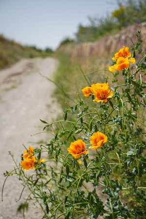 Fresh lovely orange color poppy wild flower and gree leaves foreground along walking trail in red valley with unpaved road background on sunshine day, selective focus, Cappadocia, Turkeyの写真素材